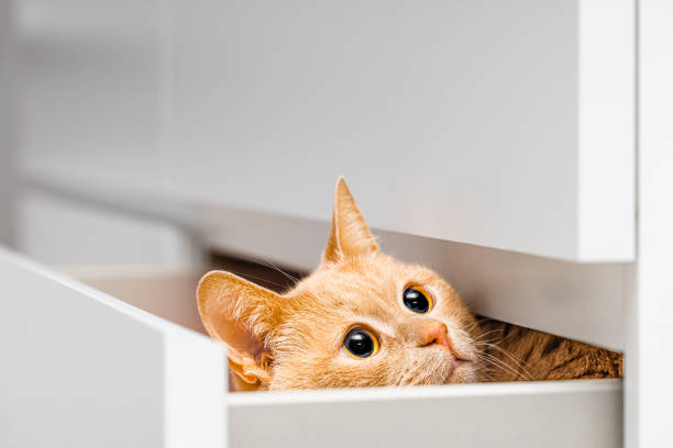 istock ginger domestic cat hiding in dresser drawer 2184187876