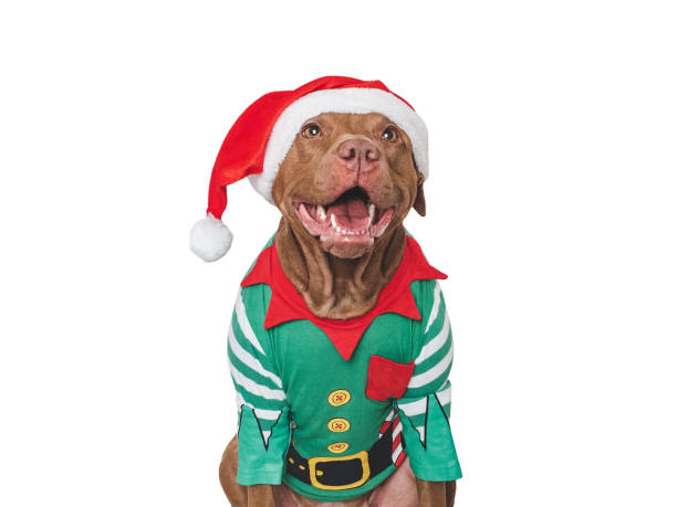 istock Merry Christmas and Happy New Year. Charming dog 2184189246