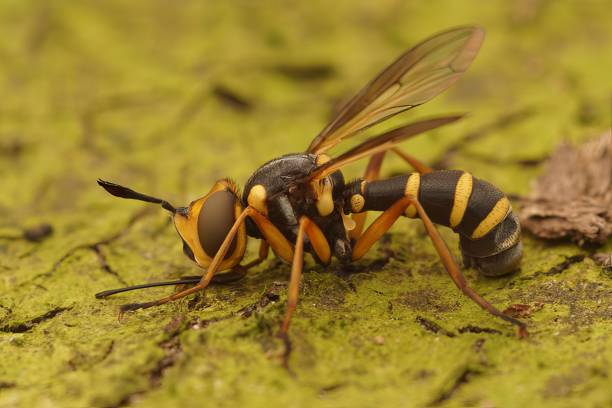 istock Closeup on a Yellow striped beegrabber fly, Conops scuttelatus 2184189690