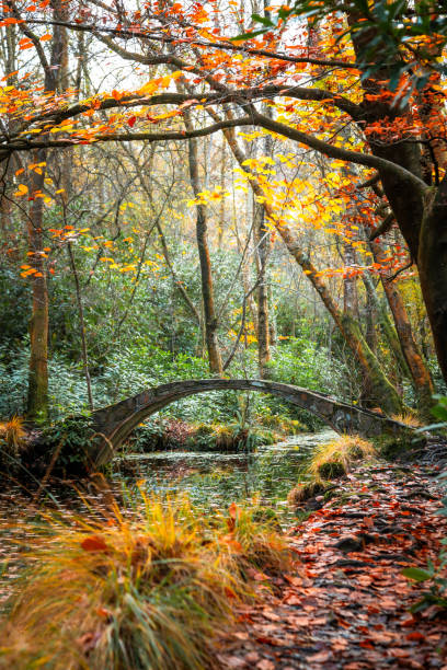 Color image depicting an almost fairy tale scene, with the arch of a stone moon bridge reflected in the still water of a stream within an autumnal forest. The leaves are in full autumn color of gold and orange.
