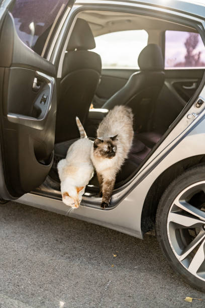 istock Two cats stepping out of a car, one leading, both curious and alert 2184190188