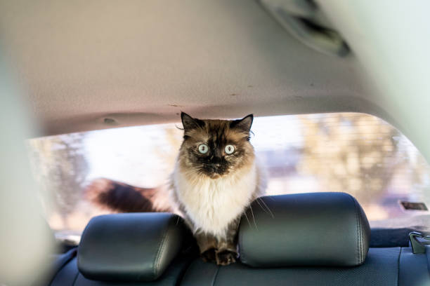 istock Fluffy cat perched on the back seat of a car, looking alert and curious 2184190212
