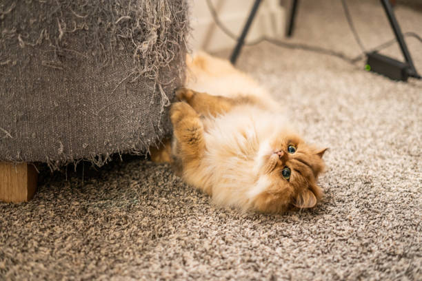 istock Fluffy Persian cat lying on carpet beside a scratched sofa, looking up with curiosity 2184190213
