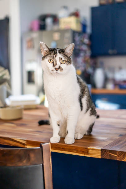 istock Domestic cat sitting on a wooden kitchen countertop, looking alert 2184190244