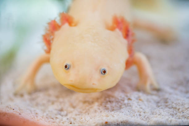 istock Closeup of a white axolotl in a sandy aquarium 2184190253