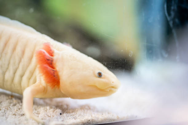 istock Side view of white axolotl in an aquarium tank 2184190255