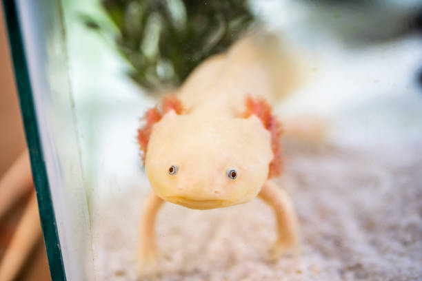 istock White axolotl looking through aquarium glass 2184190256