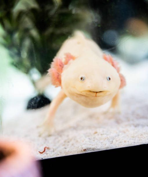 istock Axolotl in an aquarium with sand and aquatic plants 2184190263