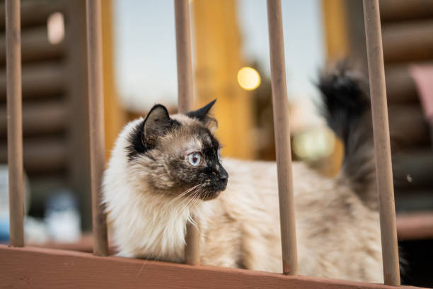 Close-up of a Siamese cat standing on a porch and looking through wooden railing