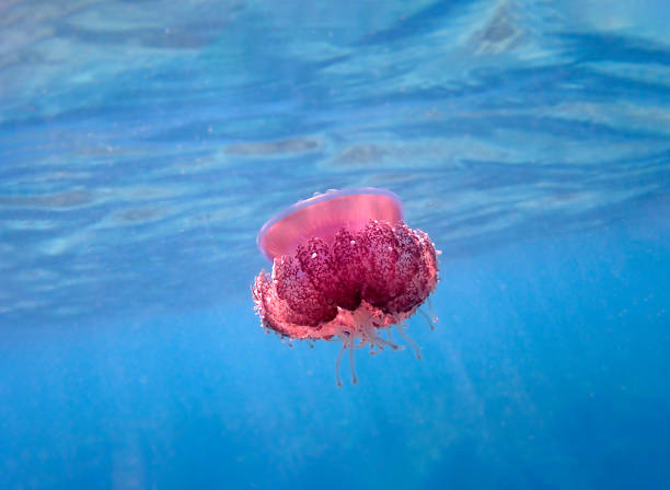 Cephea cephea, also known as the crown jellyfish, or cauliflower jellyfish