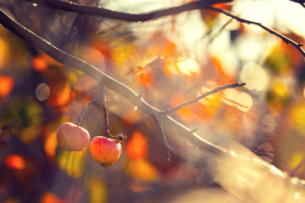 Composition with apples on a tree branch in the morning light, bokeh effect, decoration, background or wallpaper for your design