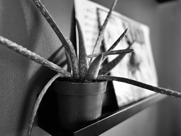 An indoor houseplant on a shelf