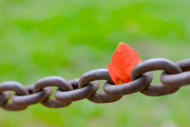 Detail of heavy steel or iron chain fastened into a rock wall with a single autumn fall leaf