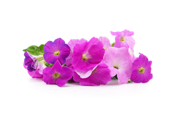 istock Bouquet of purple petunia. 2184193517