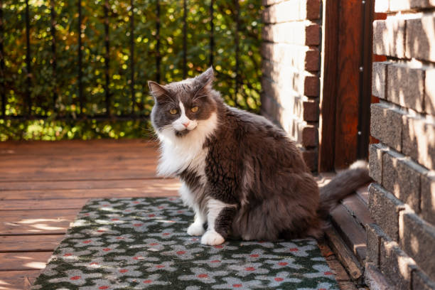Animal, Domestic cat, house, porch