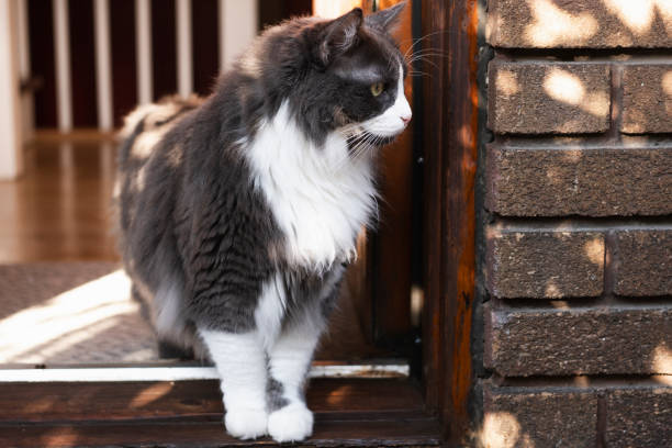 istock Big gray cat on a porch 2184193850