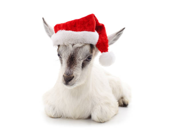 istock Little goat in a Christmas hat. 2184196027