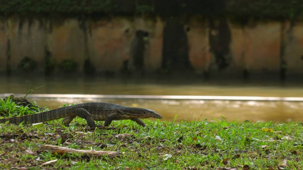 istock Monitor lizard walking along grassy riverbank with calm river in 2184197060