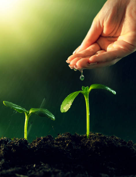 Hand watering small plants that are growing.Growing plant concept.thrive despite the harsh Environment and ecology concept.