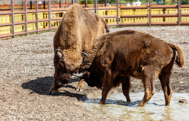 istock Two bisons are fighting in the park 2184199820