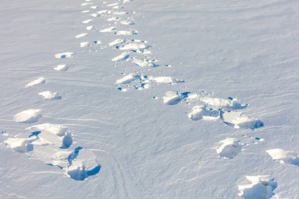 A snow covered field with a line of footprints in the snow. The footprints are in a straight line and are spaced out. Concept of solitude and peacefulness