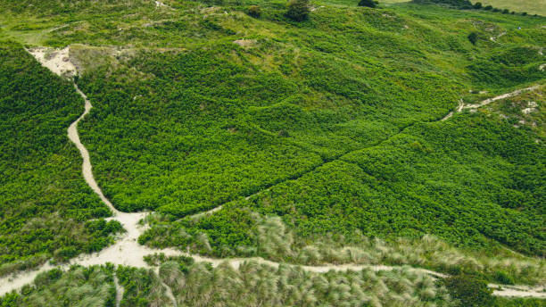Hilly terrain. Sandy hills covered with green plants. Landscape, top view.