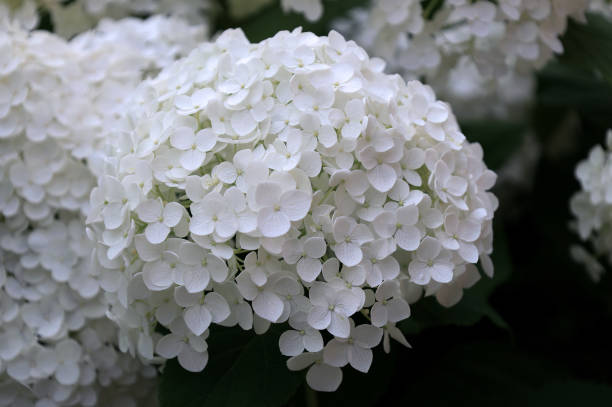 istock Close-up view of a large hydrangea flower in full bloom 2184200494