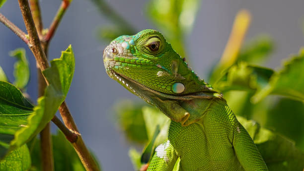 istock Iguana in my backyard in Miami Florida 2184201943