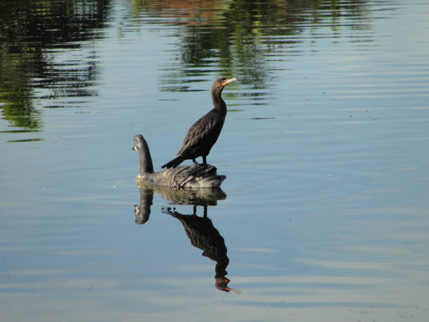 istock Black bird on the lake in Miami 2184202119
