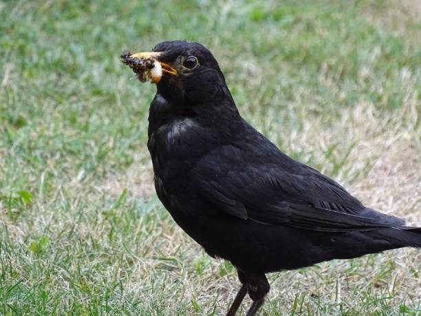 istock Blackbird collects food 2184202299