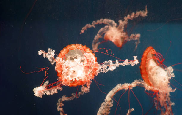 istock red jellyfish in the blue sea water 2184203175