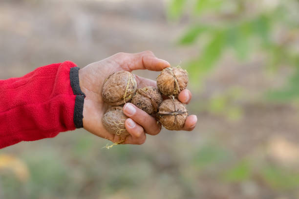 istock Walnut in dry brown peel.Ripe walnut.Walnut harvest season. 2184203203