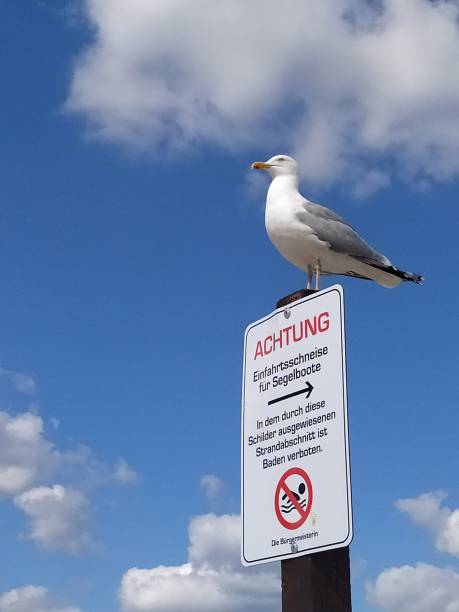 istock Herring gull sits on warning sign for sailing boats 2184203391