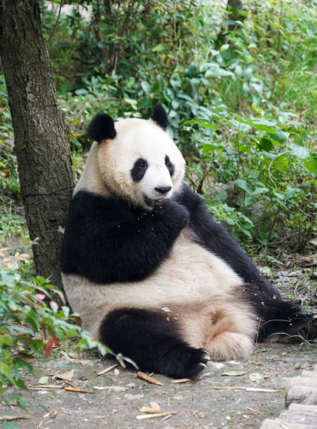 istock Giant panda sitting outdoor eating lunch 2184203401