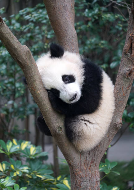 istock Cute baby panda sleeping on the tree exterior 2184203407