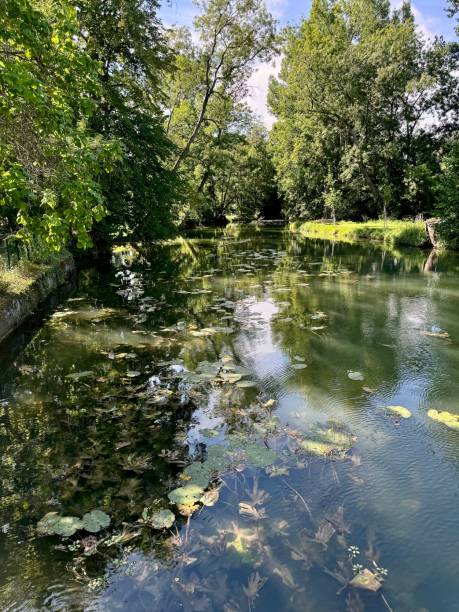 istock water lilies and aquatic plants in river 2184203861