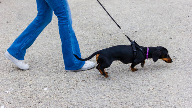 istock Woman Walking Dachshund on Leash Through Urban Sidewalk 2184204951