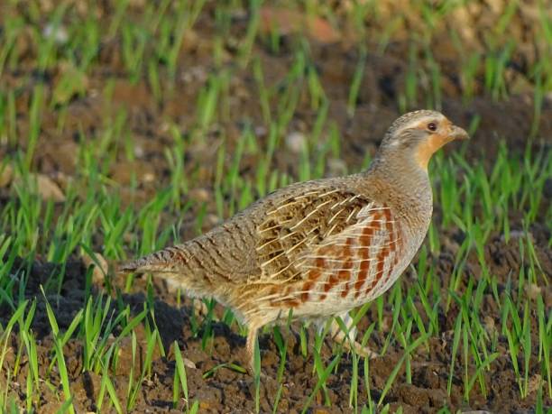 istock Partridge flies across the field 2184205391