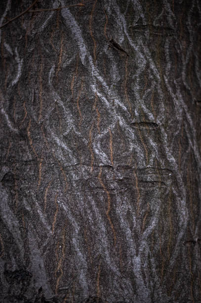 gray hornbeam trunk with bark structure in winter in the Czech Republic