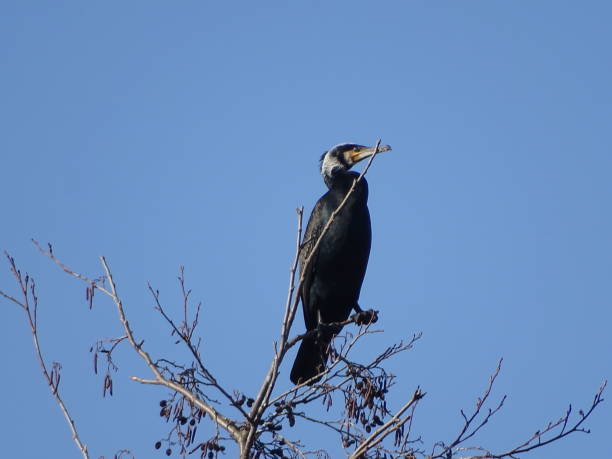 istock Cormorant sits up in the tree 2184205765