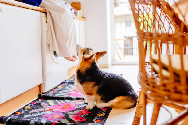 istock Corgi dog watching human sit on washing machine in kitchen 2184206546