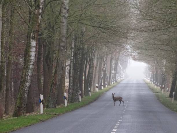 istock Deer stands on the street 2184206582