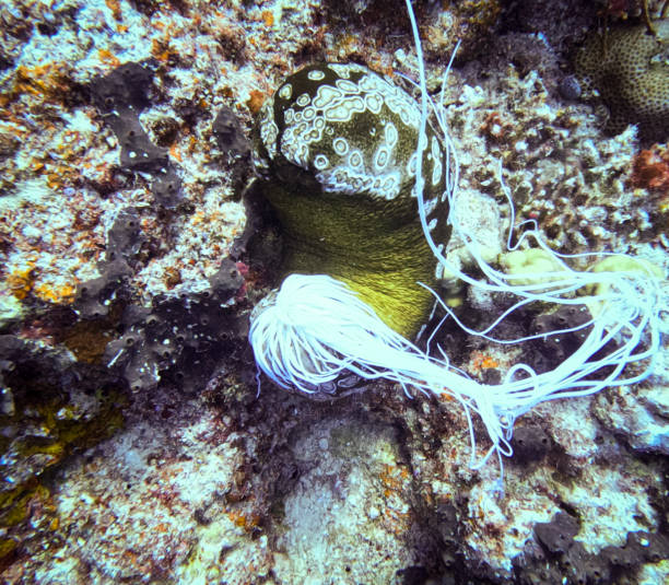 Sea cucumber, Savu savu, Fiji