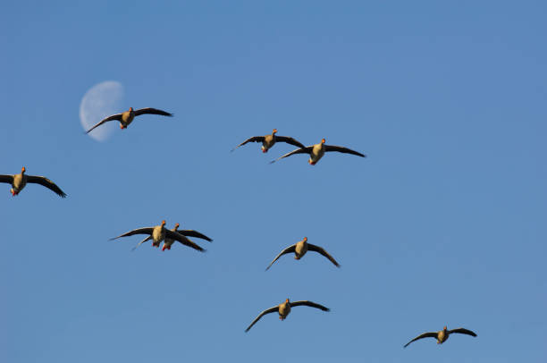 Greylag goose flying in a moonlit sky