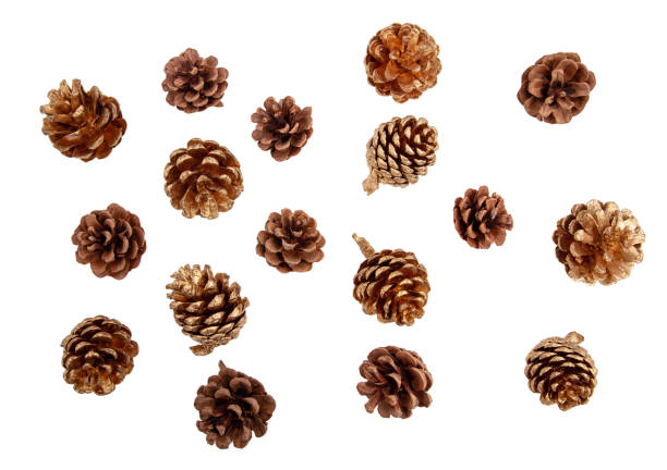 istock Pine cones isolated on white, many brown and gold paint conifer cones 2184211559
