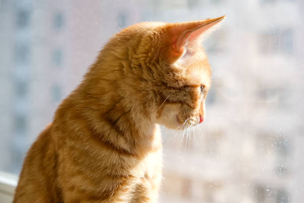 istock Cute ginger feline young cat siting on window sill 2184212850