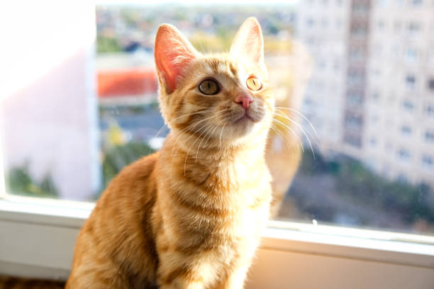istock Cute ginger feline young cat siting on window sill 2184212875