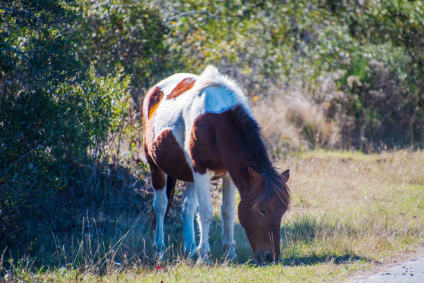 Wild horses in Assateague