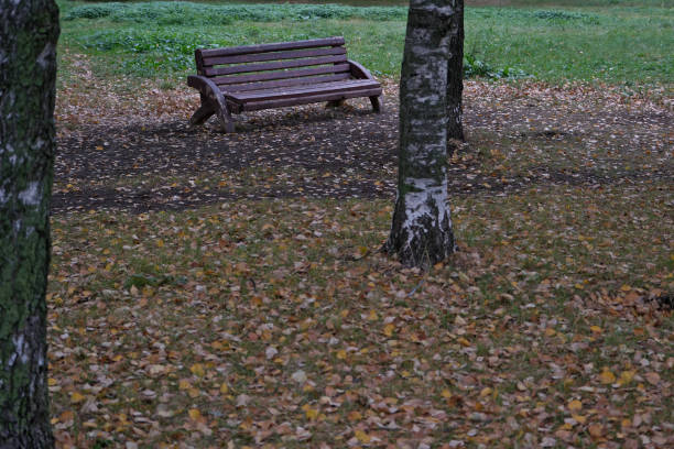 Bench in the park with birch trees and fallen leaves in autumn