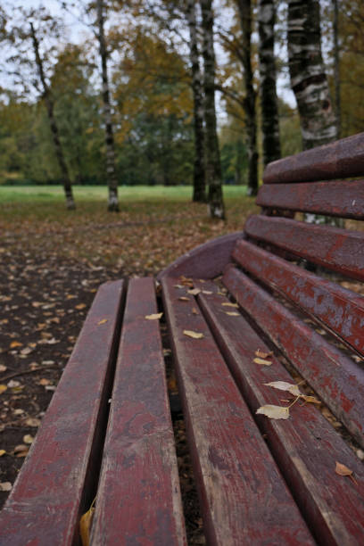 Bench in the park with birch trees and fallen leaves in autumn